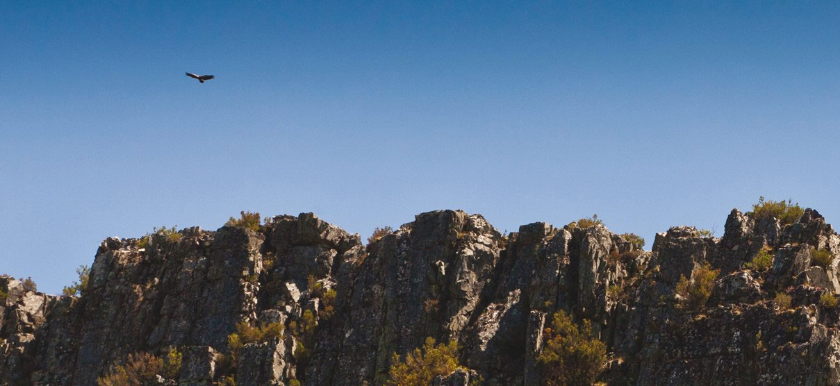 Galicia                  Avistamiento aves Cañón del Sil